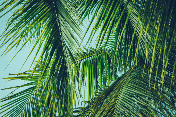 istock Coconut palm tree foliage under sky. Vintage background. Retro toned poster. 1175207265