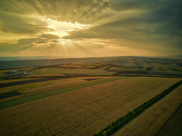 istock Aerial drone view of grain fields 1175207480