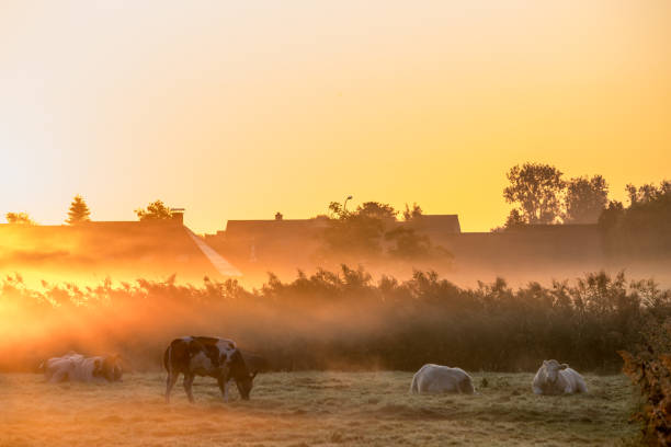 istock lying cows on a beautiful foggy morning 1175208304
