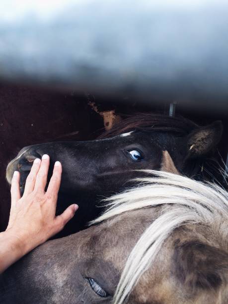 istock Girl stroking a pony with blue eyes 1175208885
