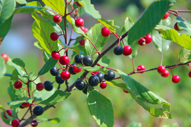 istock Branches of Frangula alnus with black and red berries 1175209350