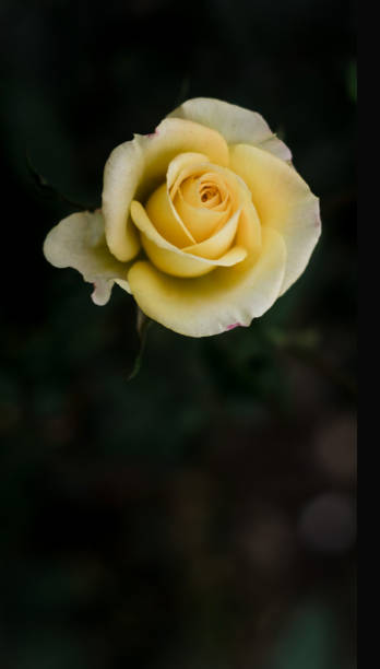 Yellow Rose stock photo