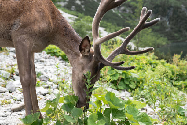 istock Young cute deer grazes in the mountains, wild nature 1175210939