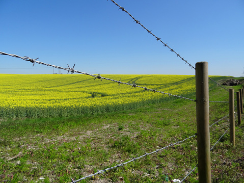 Photo showing an agricultural field of flowering oilseed rape (also known as rape seed oil, rapa, rapaseed, brassica napus, rappi and canola), with three lines of barbed wire in the foreground. These bright yellow cabbage flower fields arrive for a few weeks each year in early spring and transform the farming landscape. The rich blue sky backdrop provides copy space.