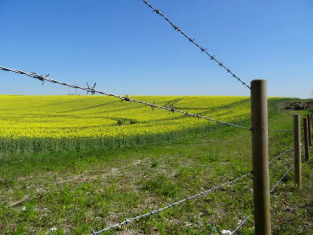 Photo of Image of rapeseed agricultural field of yellow flowers against a clear blue sky background, foreground of barbed wire fence