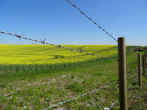 image of rapeseed agricultural field of yellow flowers against a clear blue sky background, foreground of barbed wire fence - barbed wire rural scene wooden post fence imagens e fotografias de stock