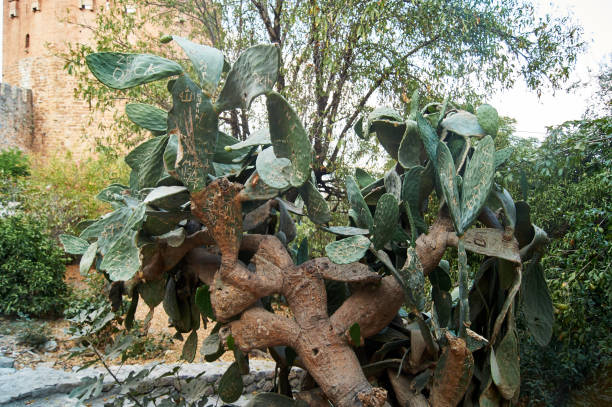green cactus with needles growing in the city.