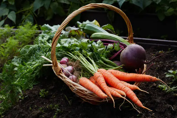 Photo of Basket with ripe organic vegetables carrot beetroot and garlic