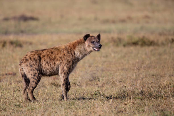 istock Hyena in Masai Mara Game Reserve 1175215714