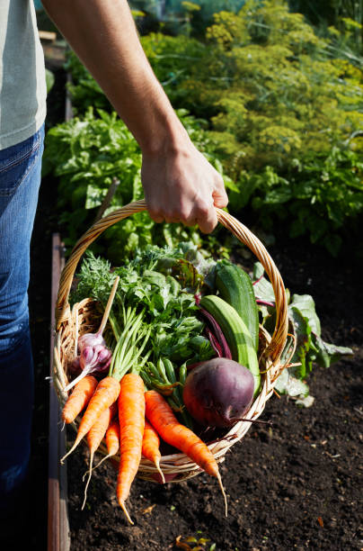 cesto con verdure biologiche mature carota e barbabietola fresca - human hand gardening vegetable garden farm foto e immagini stock