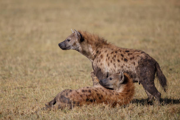 istock Hyena in Masai Mara Game Reserve 1175216077