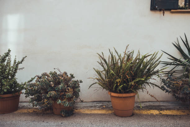 istock some plants in a street 1175217626