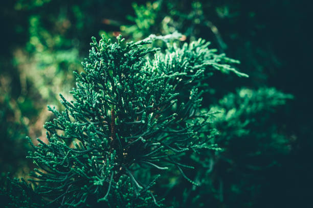 istock Christmas background. Green fir tree. 1175219389