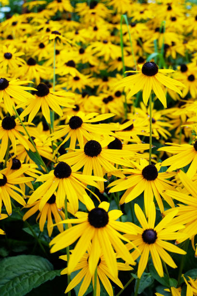 istock Rudbeckia (Rudbeckia fulgida) on a flowerbed 1175220047