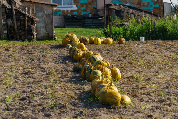istock Multi-colored pumpkins laid out on a field in a village. 1175221053
