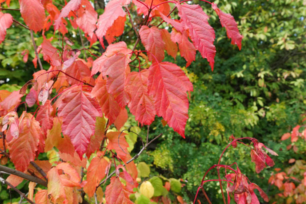 istock Autumn background. A tree with red leaves. Autumn in the forest 1175223363