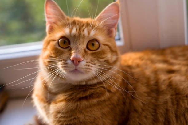 istock Beautiful red cat sitting and looking to a window 1175224495