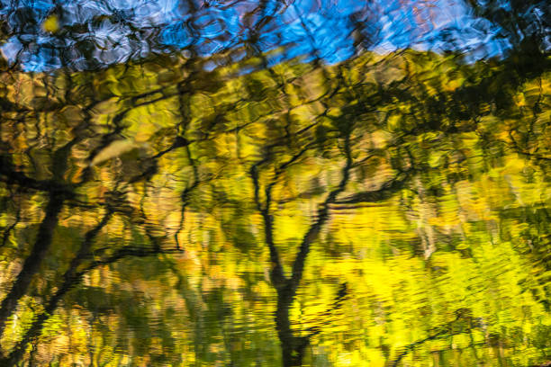 istock autumn color Mt.daissen 1175224541