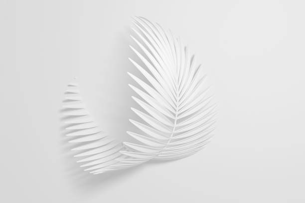 Three-dimensional palm curved leaf, like a light feather on a white background