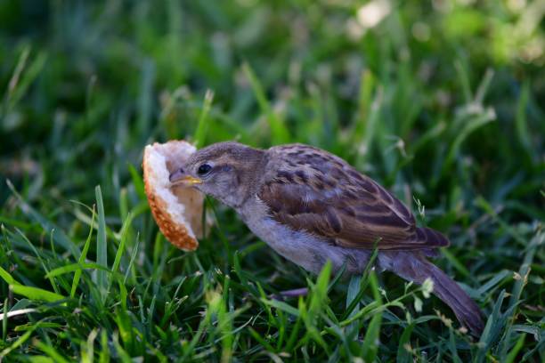 istock Brown bird is taking bagel bread in the grass 1175224834