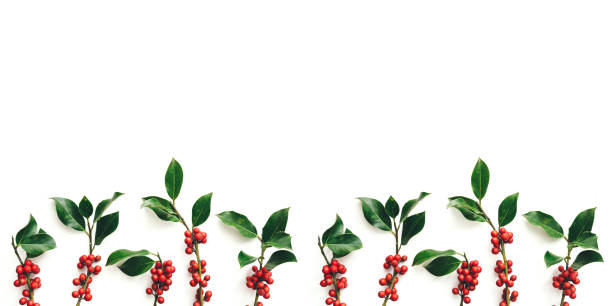 istock Branches Of Ilex Against White Background 1175226390