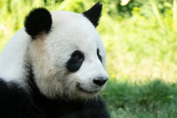 パンダクマの肖像画がクローズアップ。かわいい中国の動物。パンダの頭をクローズアップ。肖像画のショット。 - panda giant panda china eating ストックフォトと画像