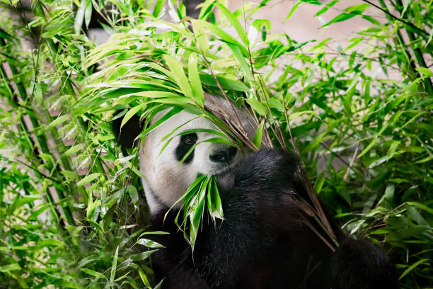 녹색 대나무를 먹는 배고픈 자이언트 팬더 곰 - panda giant panda china eating 뉴스 사진 이미지