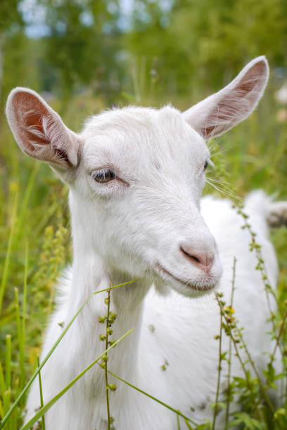 istock White goat in green grass closeup 1175227949