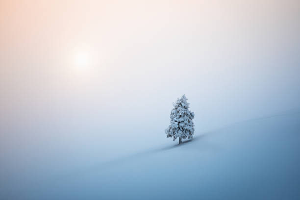 albero di natale - snow loneliness tree remote foto e immagini stock