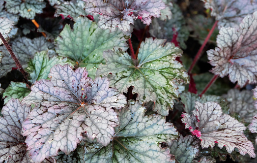 Variegated leaves of a decorative Heuchera hybrida ‘Plum Pudding’ plant on a flowerbed in a park.