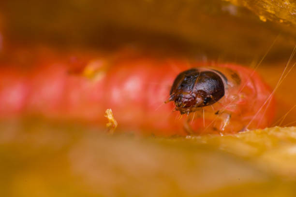 istock macro photo of a plum worm 1175229329
