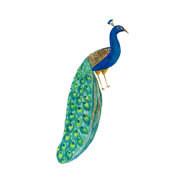 istock Colorful peacock on white background. Watercolor hand drawn illustration 1175230679