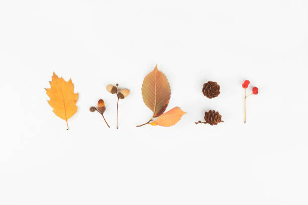 istock Autumn composition. Cones, acorns, berries, leaves on white background. Flat lay, top view, copy space 1175230855