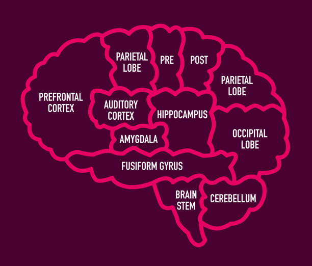 stockillustraties, clipart, cartoons en iconen met menselijk brein sectie diagram met namen - neurology child