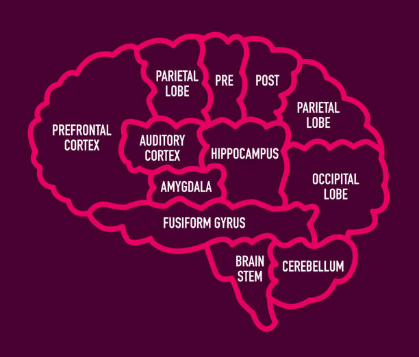 ilustrações de stock, clip art, desenhos animados e ícones de human brain section diagram with names - lobe