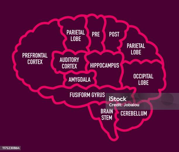 Human Brain Section Diagram With Names Stock Illustration - Download Image Now - Amygdala, Prefrontal Cortex, Hippocampus - Brain