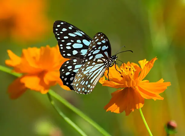 Photo of Blue tiger butterfly or Tirumala limniace on an orange flower