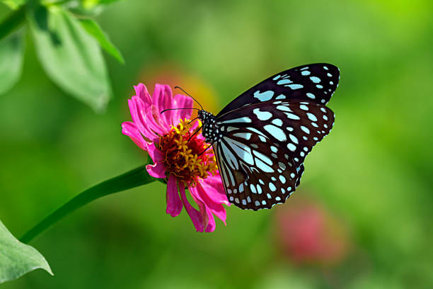 Photo of Blue tiger butterfly on a pink zinnia flower with green background