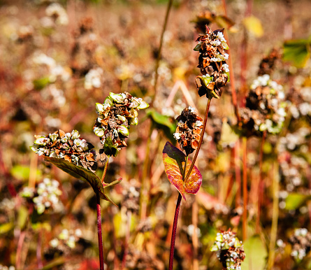 Close-up of ripe buckwheat grains in the meadow