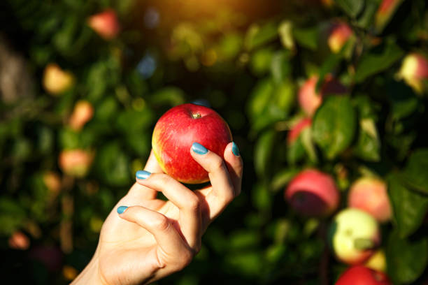 istock Apple in hands on the background of an apple grove. 1175232289