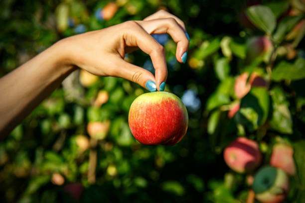 istock Apple in hands on the background of an apple grove. 1175232296