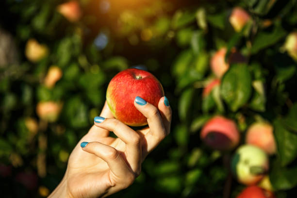 istock Apple in hands on the background of an apple grove. 1175232297
