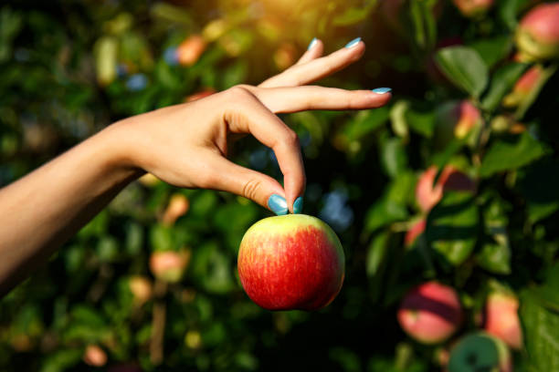 istock Apple in hands on the background of an apple grove. 1175232300