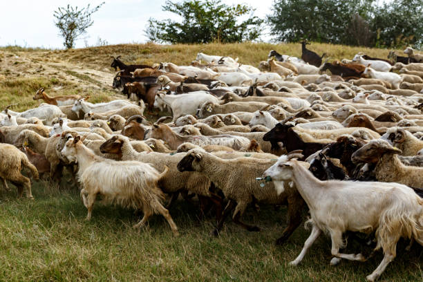 istock Background of sheep grazing on beautiful mountain meadow. 1175232310