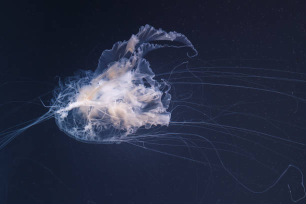 istock sea nettle jellyfish with long tails 1175232658