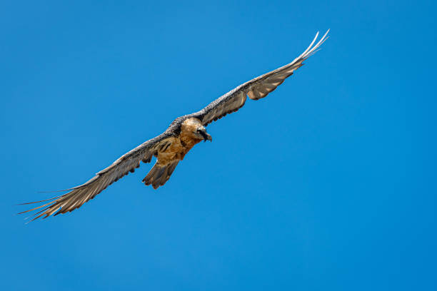 istock An adult bearded vulture (Gypaetus barbatus) in flight 1175232696