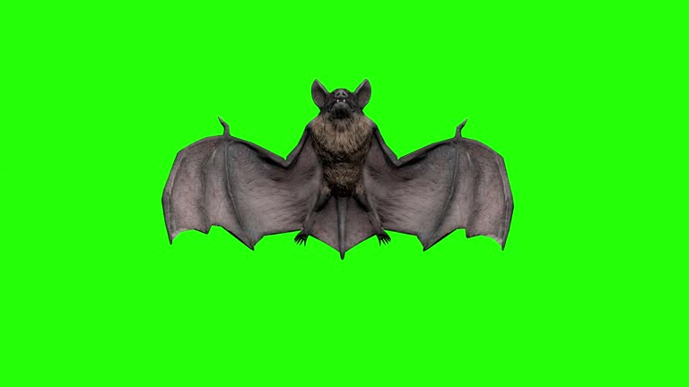 Free Green blood animal Stock Video Footage 288202 Free Downloads Free Green blood animal Stock Video Footage 288202 Free Downloads