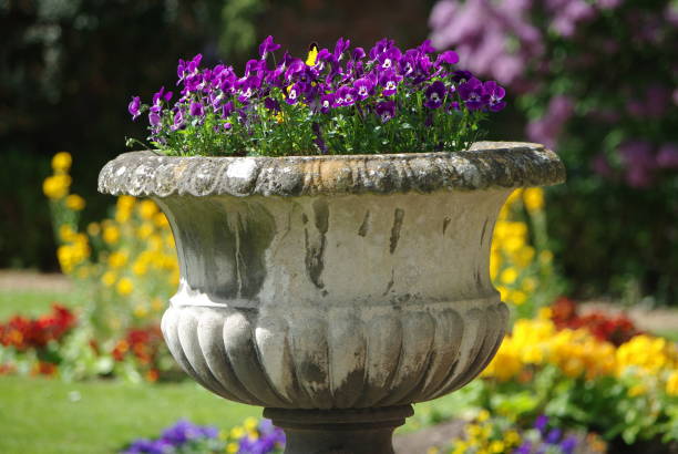 Close up of garden pansies (viola x wittrockiana) in a concrete pot