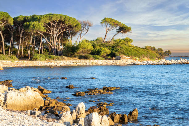Paradise island in Cannes Côte d'Azur Provence France - Sainte Marguerite island archipelago of the islands of Lerins at sunrise with its pine parasol centenary stock photo