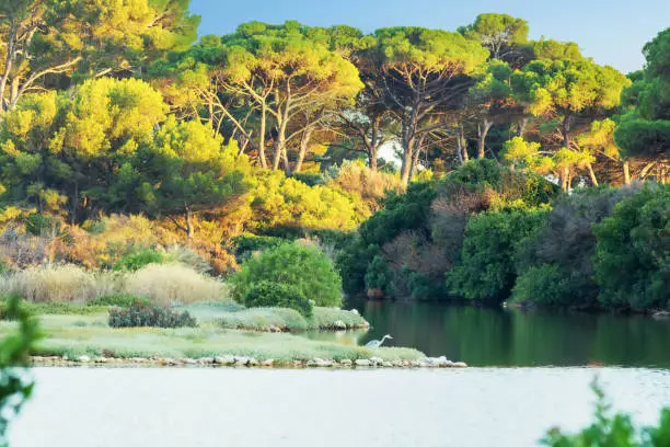 Photo of Lake of the ornithological reserve on the island sainte Marguerite, Iles de Lérins, Cannes, Côte d'Azur, Provence, France, with a crane wading at sunrise and its hundred-year-old trees